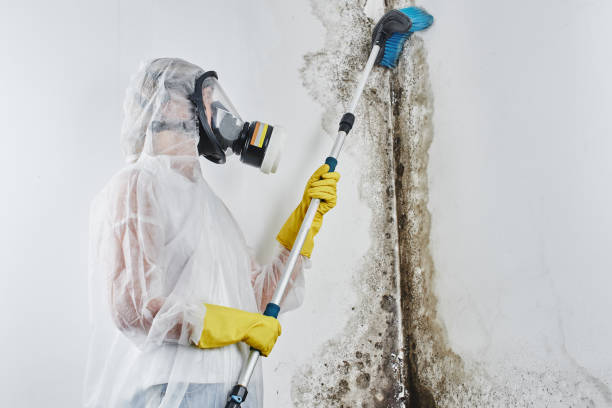 Best Certified Mold Removal  in Sweet Springs, MO