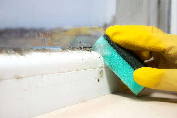 Best Mold Removal Specialists  in Sweet Springs, MO
