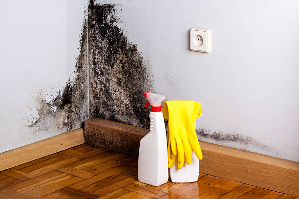 Best Commercial Mold Removal  in Sweet Springs, MO