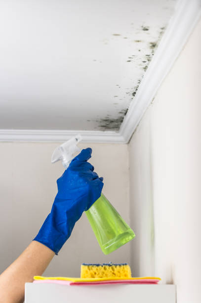 Best Best Mold Removal Companies  in Sweet Springs, MO